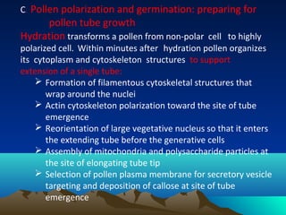 C. Pollen polarization and germination: preparing for
pollen tube growth
Hydration transforms a pollen from non-polar cell to highly
polarized cell. Within minutes after hydration pollen organizes
its cytoplasm and cytoskeleton structures to support
extension of a single tube:
 Formation of filamentous cytoskeletal structures that
wrap around the nuclei
 Actin cytoskeleton polarization toward the site of tube
emergence
 Reorientation of large vegetative nucleus so that it enters
the extending tube before the generative cells
 Assembly of mitochondria and polysaccharide particles at
the site of elongating tube tip
 Selection of pollen plasma membrane for secretory vesicle
targeting and deposition of callose at site of tube
emergence
 