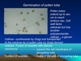 Germination of pollen tube
Pollen tubes
extend up to sev.
cm to reach
embryo sac. Cell
wall lacks
cellulose but has
another
polysaccharide-
callose- , a glucan
Callose –synthesized by Golgi and transported
to the extreme tip of pollen tube by Golgi-derived
vesicles .Fusion of vesicles with plasma
membrane expand the cell membrane of
elongating tube
Content of vesicles expand the wall of elongating tube
 