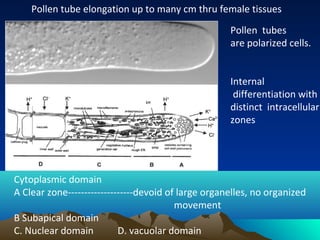 Cytoplasmic domain
A Clear zone--------------------devoid of large organelles, no organized
movement
B Subapical domain
C. Nuclear domain D. vacuolar domain
Pollen tube elongation up to many cm thru female tissues
Pollen tubes
are polarized cells.
Internal
differentiation with
distinct intracellular
zones
 