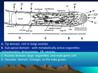A. Tip domain- rich in Golgi vesicles
B. Sub-apical domain- with metabolically active organelles:
mitochondria, dictyosomes, ER, vesicles
C. Nuclear domain: large organelles and male germ unit
D. Vacuolar domain. Enlarges as the tube grows.
 