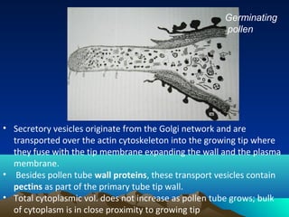 • Secretory vesicles originate from the Golgi network and are
transported over the actin cytoskeleton into the growing tip where
they fuse with the tip membrane expanding the wall and the plasma
membrane.
• Besides pollen tube wall proteins, these transport vesicles contain
pectins as part of the primary tube tip wall.
• Total cytoplasmic vol. does not increase as pollen tube grows; bulk
of cytoplasm is in close proximity to growing tip
Germinating
pollen
 