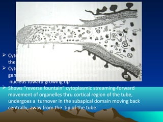  Cytoplasm continues to move with
the tip as tube elongates
 Cytoskeleton continually transports organelles, the
generative or sperm cells and vegetative
nucleus toward growing tip
 Shows “reverse fountain” cytoplasmic streaming-forward
movement of organelles thru cortical region of the tube,
undergoes a turnover in the subapical domain moving back
centrally, away from the tip of the tube.
 