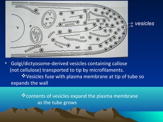 • Golgi/dictyosome-derived vesicles containing callose
(not cellulose) transported to tip by microfilaments.
Vesicles fuse with plasma membrane at tip of tube so
expands the wall
contents of vesicles expand the plasma membrane
as the tube grows
vesicles
 