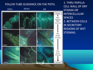 POLLEN TUBE GUIDANCE ON THE PISTIL
1. THRU PAPILLA
CELL WALL OF DRY
STIGMA OR
INTERCELLULAR
SPACES
2. BETWEEN CELLS
IN SECRETORY
REGIONS OF WET
STIGMAS.
12hrs 24 hrs 6d
 