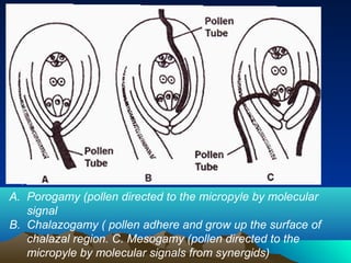 A. Porogamy (pollen directed to the micropyle by molecular
signal
B. Chalazogamy ( pollen adhere and grow up the surface of
chalazal region. C. Mesogamy (pollen directed to the
micropyle by molecular signals from synergids)
 