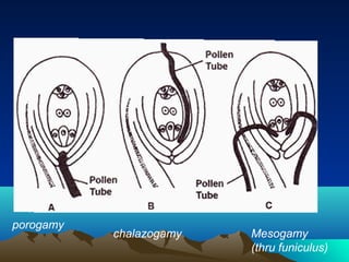 porogamy
chalazogamy Mesogamy
(thru funiculus)
 