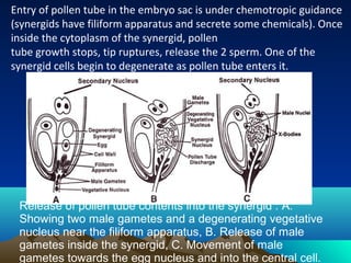 Entry of pollen tube in the embryo sac is under chemotropic guidance
(synergids have filiform apparatus and secrete some chemicals). Once
inside the cytoplasm of the synergid, pollen
tube growth stops, tip ruptures, release the 2 sperm. One of the
synergid cells begin to degenerate as pollen tube enters it.
Release of pollen tube contents into the synergid : A.
Showing two male gametes and a degenerating vegetative
nucleus near the filiform apparatus, B. Release of male
gametes inside the synergid, C. Movement of male
gametes towards the egg nucleus and into the central cell.
 