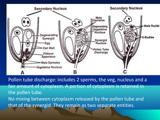 Pollen tube discharge: includes 2 sperms, the veg, nucleus and a
fair amount of cytoplasm. A portion of cytoplasm is retained in
the pollen tube.
No mixing between cytoplasm released by the pollen tube and
that of the synergid. They remain as two separate entities.
 