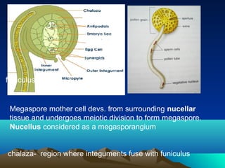 Megaspore mother cell devs. from surrounding nucellar
tissue and undergoes meiotic division to form megaspore.
Nucellus considered as a megasporangium
funiculus
chalaza- region where integuments fuse with funiculus
 