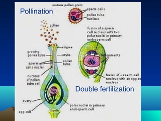 Pollination
Double fertilization
 