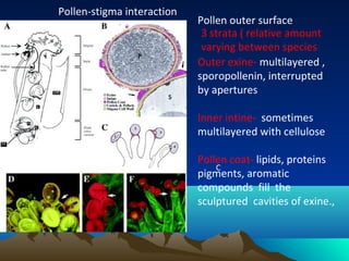 Pollen outer surface
Outer exine- multilayered ,
sporopollenin, interrupted
by apertures
Inner intine- sometimes
multilayered with cellulose
Pollen coat- lipids, proteins
pigments, aromatic
compounds fill the
sculptured cavities of exine.,
Pollen-stigma interaction
3 strata ( relative amount
varying between species
C
 