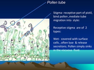 Pollen tube
Stigma- receptive part of pistil,
bind pollen ,mediate tube
migration into style:
Receptive stigma are of 2
types:
Wet- covered with surface
cells , often lyse & release
secretions. Pollen simply sinks
in the viscuous fluid.
 