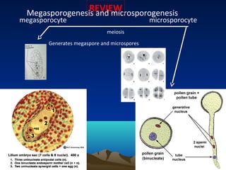 Megasporogenesis and microsporogenesis
megasporocyte microsporocyte
Generates megaspore and microspores
meiosis
REVIEW
 