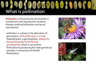 Pollination is the process by which pollen is
transferred in the reproduction of plants,
thereby enabling fertilisation and sexual
reproduction.
pollination is a phase in the alternation of
generations: each pollen grain is a male
[haploid] plant, a gametophyte, adapted to
being transported to the female
gametophyte, where it can achieve
fertilization by producing the male gamete (or
gametes, in the process of double
fertilization).
 