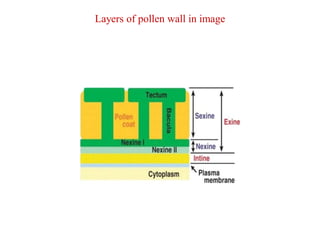 Layers of pollen wall in image
 