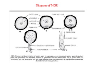 Diagram of MGU
 