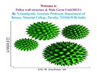 Welcome to
Pollen wall structure & Male Germ Unit(MGU)
By N.Sannigrahi, Associate Professor, Department of
Botany, Nistarini College, Purulia, 723101(W.B) India
 