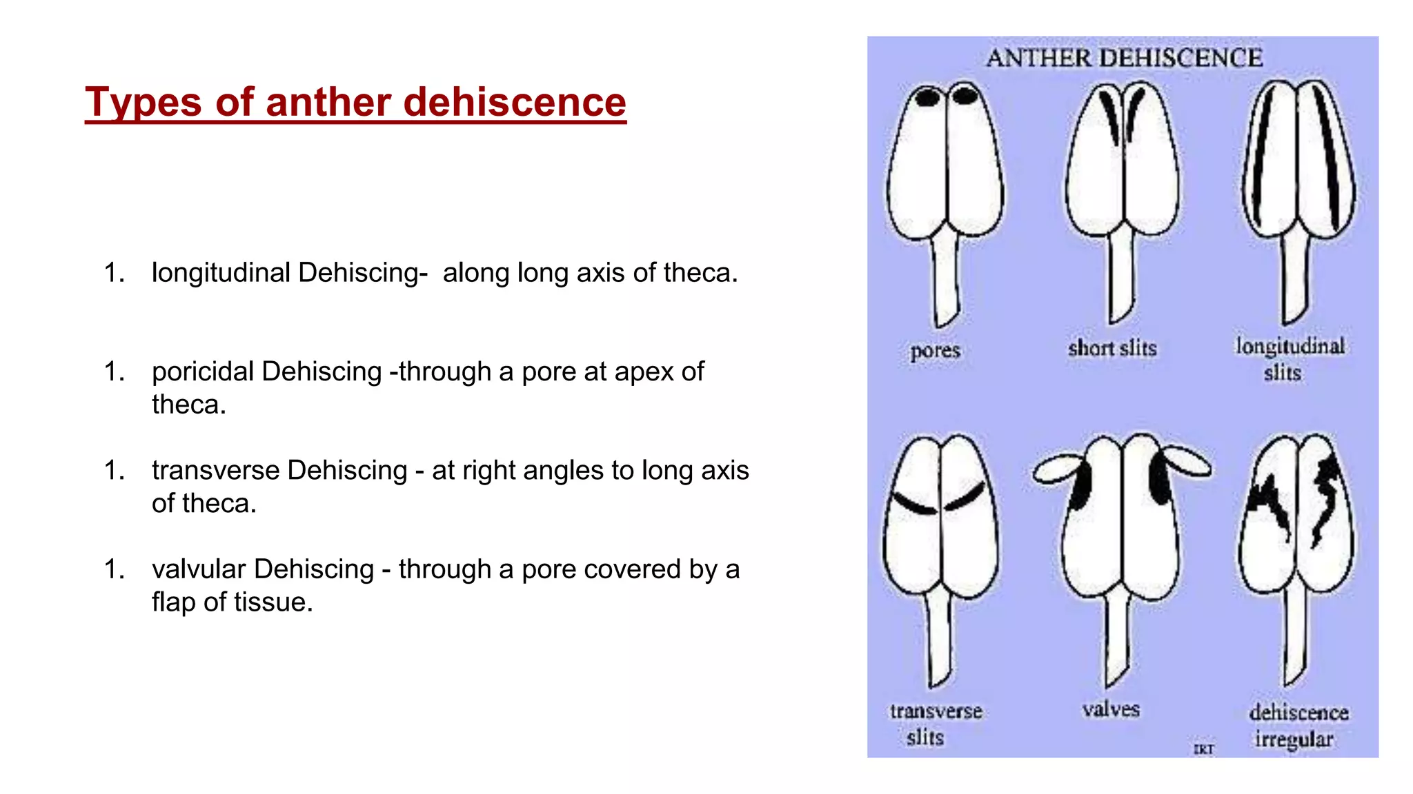 Pollen wall morphogenesis and anther Dehiscence | PPTX