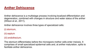Anther Dehiscence
Anther dehiscence is a multistage process involving localized differentiation and
degeneration, combined with changes in structure and water status of the anther
(Wilson et al., 2011).
Anther dehiscence involves three types of specialized cells:
(i) stomium,
(ii) septum
(iii) endothecium.
The stomium differentiates before the microspore mother cells enter meiosis. It
comprises of small specialized epidermal cells and, at anther maturation, splits to
facilitate anther dehiscence.
 