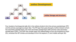 Four clusters of archesporial cells (Ar) in the anthers divide to form the primary parietal layer (PP)
and the primary sporogenous layer (Sp). The PP layer then goes through a further division to form
two secondary parietal layers, the inner secondary parietal layer (ISP) and the outer secondary
parietal layer (OSP). The OSP then divides again and differentiates to form the endothecium layer
(En), whereas the ISP divides and develops to form the tapetum (T) and middle cell layer (M).
 