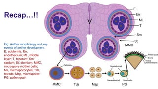 E, epidermis; En,
endothecium; ML, middle
layer; T, tapetum; Sm,
septum; St, stomium; MMC,
microspore mother cells;
Ms, microsporocytes; Tds,
tetrads; Msp, microspores;
PG, pollen grain
Recap…!!
Fig: Anther morphology and key
events of anther development
 