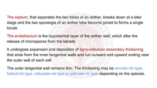 The septum, that separates the two lobes of an anther, breaks down at a later
stage and the two sporangia of an anther lobe become joined to forms a single
locule
The endothecium is the hypodermal layer of the anther wall, which after the
release of microspores from the tetrads
It undergoes expansion and deposition of ligno-cellulosic secondary thickening
that arise from the inner tangential walls and run outward and upward ending near
the outer wall of each cell
The outer tangential wall remains thin. The thickening may be annular-rib type,
helical-rib type, reticulate-rib type or palmate-rib type depending on the species.
 