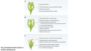 Key developmental events in
anther dehiscence.
 