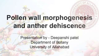 Pollen wall morphogenesis
and anther dehiscence
Presentation by - Deepanshi patel
Department of Botany
University of Allahabad
 