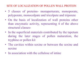 SITE OF LOCALIZATION OF POLLEN WALL PROTEIN
• 5 classes of proteins- monaperturate, monoporate,
polyporate, monocolpate and tricolpate and triporate
• On the basis of localization of wall proteins other
than enzymatic activity, representing 4 of the above
structural classes-
• In the superficial materials contributed by the tapetum
during the later stages of pollen maturation, the
tryphine or pollen kit
• The cavities within sexine or between the sexine and
nexine
• In association with the cellulose of intine
 