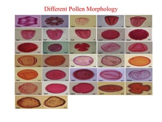 Different Pollen Morphology
 