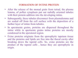FORMATION OF INTINE PROTEIN
• After the release of the monad grain from tetrad, the plasma
lemma, of pollen cytoplasm put out radially oriented tubules
with their protein addition into the developing intine.
• Subsequently, these tubules disconnect from plasmalemma and
are sealed off from the cell surface with the deposition of a
further layer of intine from tubules.
• In aperaturate grains, proteins are dispersed throughout the
intine while in aperturate grains intine proteins are mostly
condensed in the aperatural region.
• Exine proteins originate from the sporophytic tapetum tissue
and the proteins and lipids are free into the thecal cavity after
breaking down the tapetal cells. So, exine proteins are the
product of the tapetal cells , hence they are sporophytic in
origin.
 