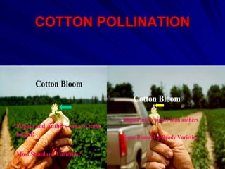 COTTON POLLINATION



        Cotton Bloom
                                           Cotton Bloom

                                     • Stigma much higher than anthers
• Stigma and Anthers close to same
  height!                            • Some Round-Up Ready Varieties

• Most Standard Varieties?
 