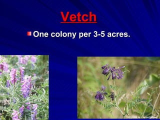 Vetch
One colony per 3-5 acres.
 