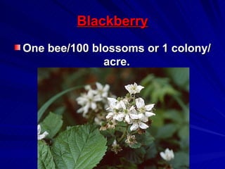 Blackberry
One bee/100 blossoms or 1 colony/
              acre.
 
