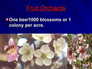 Fruit Orchards
One bee/1000 blossoms or 1
colony per acre.
 