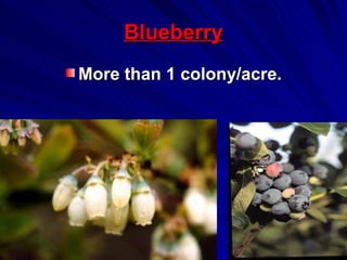 Blueberry
More than 1 colony/acre.
 