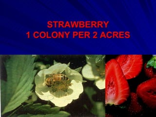 STRAWBERRY
1 COLONY PER 2 ACRES
 