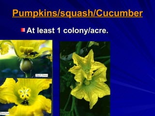 Pumpkins/squash/Cucumber
  At least 1 colony/acre.
 