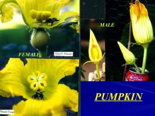 MALE




FEMALE




         PUMPKIN
 