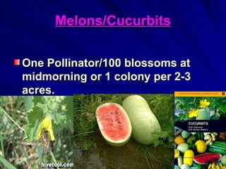 Melons/Cucurbits


One Pollinator/100 blossoms at
midmorning or 1 colony per 2-3
acres.
 