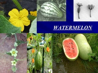 WATERMELON
 