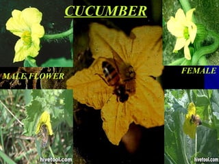 CUCUMBER


                         FEMALE
MALE FLOWER
 
