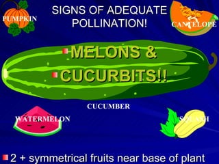 SIGNS OF ADEQUATE
PUMPKIN
             POLLINATION!         CANTELOPE



            MELONS &
           CUCURBITS!!
                 CUCUMBER
  WATERMELON                        SQUASH




 2 + symmetrical fruits near base of plant
 