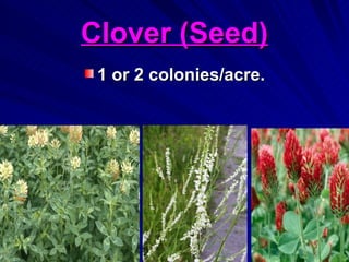 Clover (Seed)
 1 or 2 colonies/acre.
 