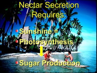 Nectar Secretion
   Requires:

Sunshine =
Photosynthesis

Sugar Production
 