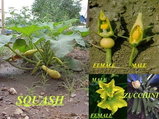 FEMALE    MALE

         MALE


                  ZUCCHINI
SQUASH
         FEMALE
 