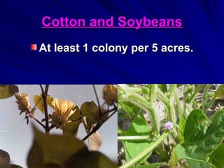 Cotton and Soybeans
At least 1 colony per 5 acres.
 
