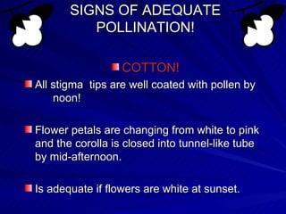 SIGNS OF ADEQUATE
          POLLINATION!

                  COTTON!
All stigma tips are well coated with pollen by
    noon!

Flower petals are changing from white to pink
and the corolla is closed into tunnel-like tube
by mid-afternoon.

Is adequate if flowers are white at sunset.
 