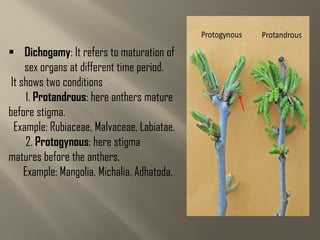  Dichogamy: It refers to maturation of
sex organs at different time period.
It shows two conditions
1. Protandrous: here anthers mature
before stigma.
Example: Rubiaceae, Malvaceae, Labiatae.
2. Protogynous: here stigma
matures before the anthers.
Example: Mangolia, Michalia, Adhatoda.
 