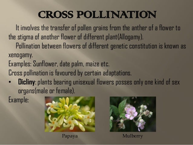 What is cross-pollination?
